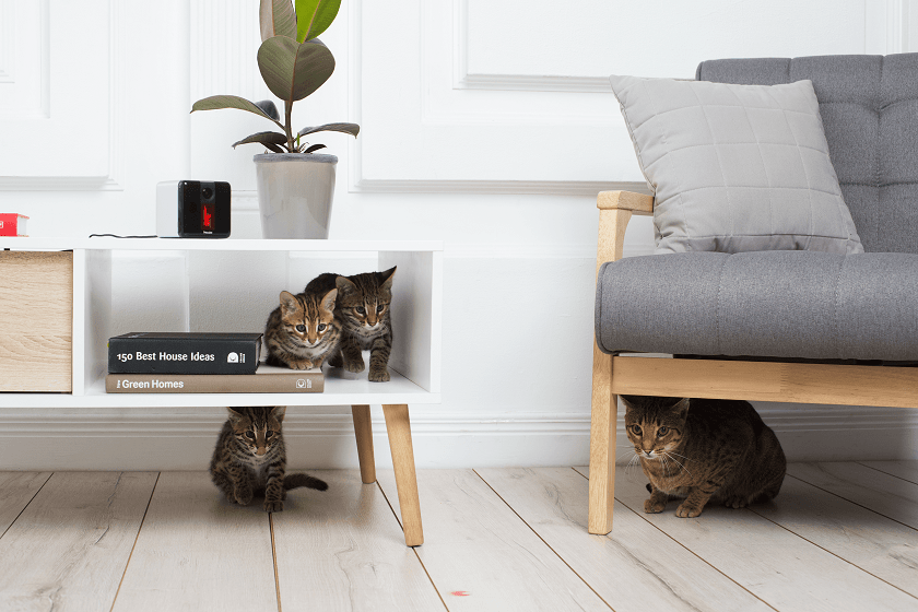 Pets will now get Extra Love from any Remote Corner with Petcube Play