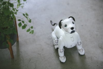 aibo robotic dog AI