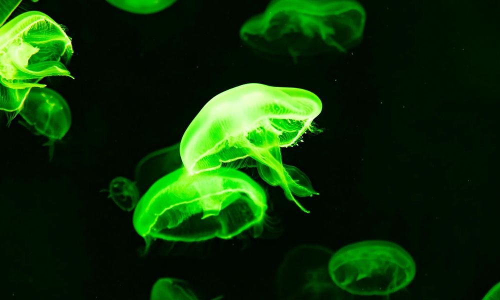 FBI Warning Issued for Medusa Threat: Everything You Need to Know