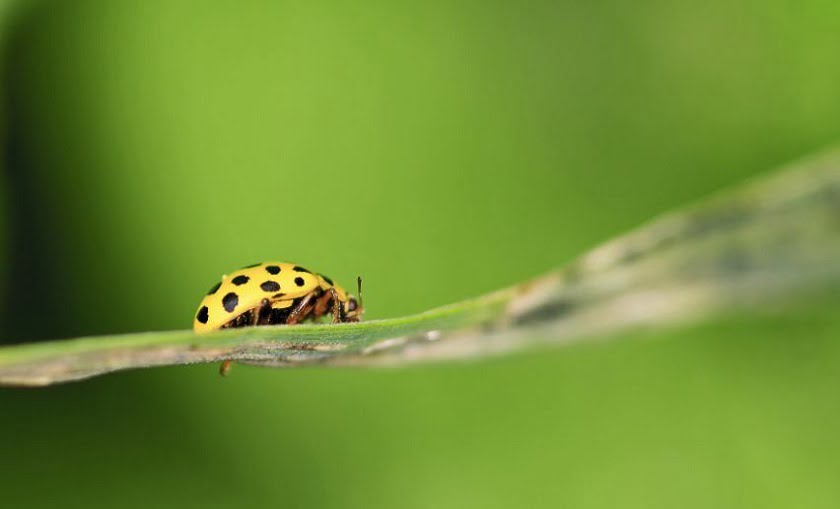 A new Chrome Bug makes Web Spoofing of Twitter, Facebook as easy as pie