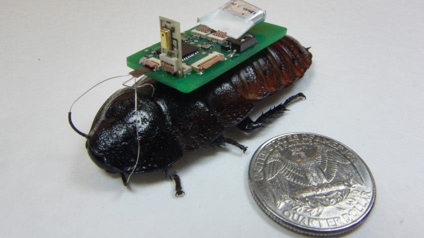 Cyborg Cockroaches as Little Rescuers?