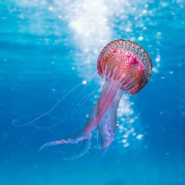 Jellyfish-inspired Soft Robots Can Outswim The Real Thing