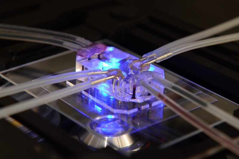 The Science behind Organ Mimicry: Organ-On-Chip