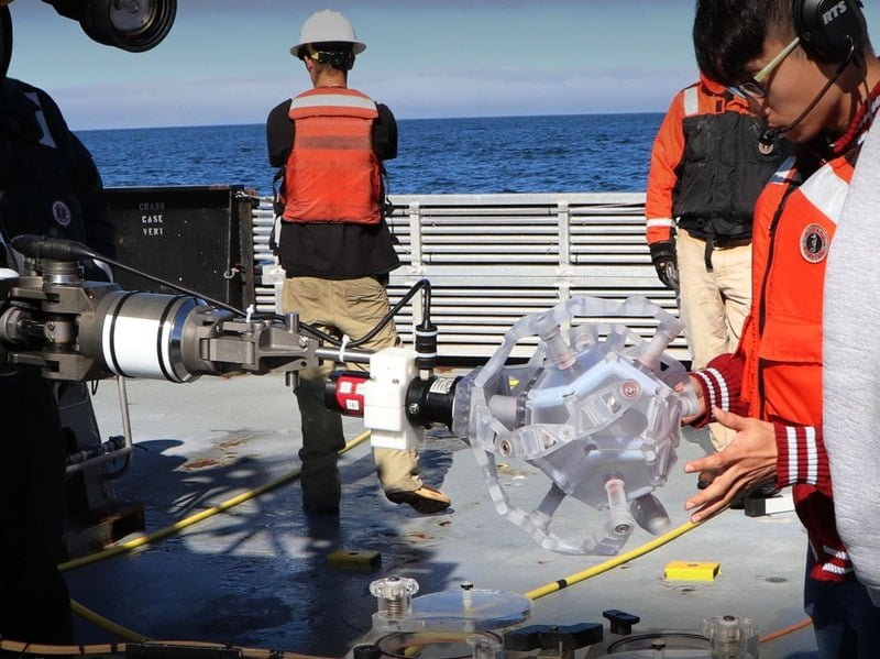 A Marine Robot Catches Delicate Ocean Creature Harmlessly
