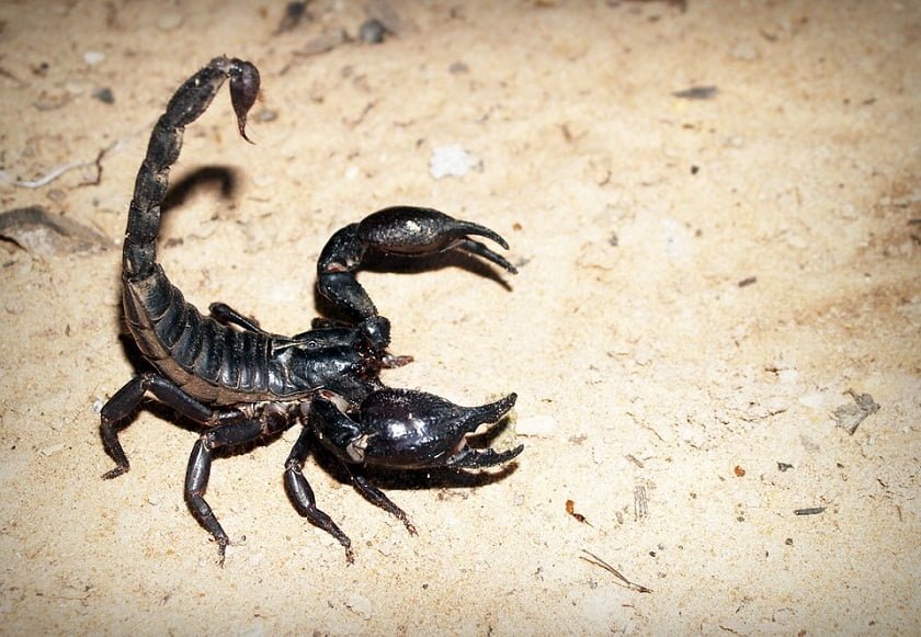 Scorpion-milking Robot Collects Venom for Cancer Research
