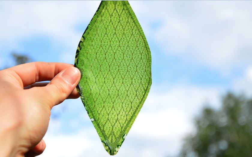 Worlds First Synthetic Biological Leaf Could Help Astronauts Breathe in Space
