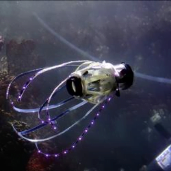 Researchers built Squid Robot that takes pictures of coral and fish