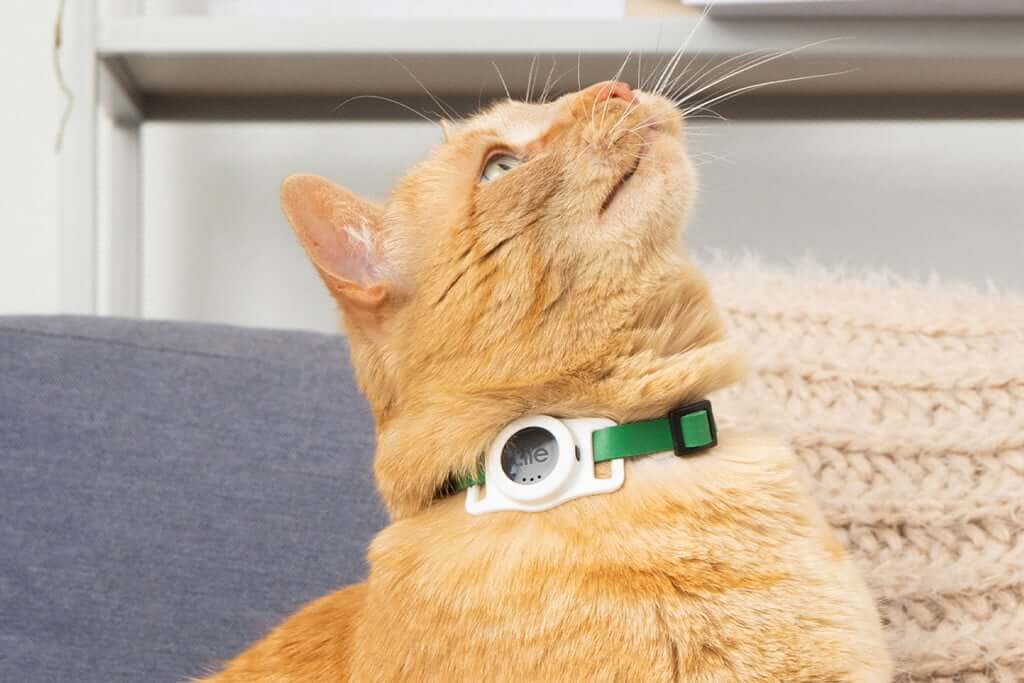 Tile Life360 Cat Tracker: A New Cat-Tracking Tag with Three-Year Battery Life
