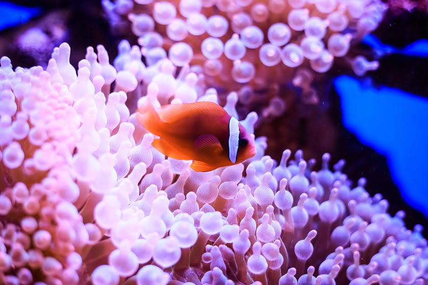 How Undersea Robots Are Helping Humans in Saving the Great Barrier Reef