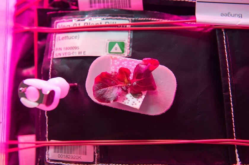 NASA Astronauts Ate Space Grown Veggies on International Space Station for the first time